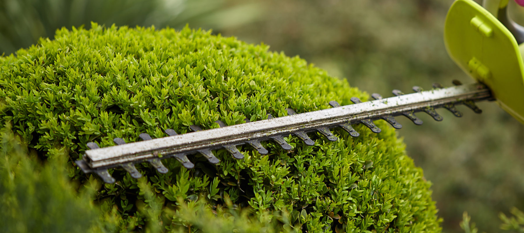 A close up of a hedge trimmer on a bush